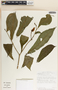 Stemmadenia donnell-smithii image