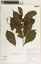 Stemmadenia donnell-smithii image