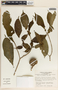 Stemmadenia donnell-smithii image
