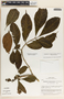 Stemmadenia donnell-smithii image