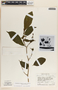 Stemmadenia donnell-smithii image