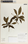 Stemmadenia donnell-smithii image