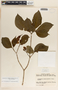 Stemmadenia donnell-smithii image