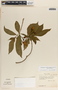Stemmadenia donnell-smithii image