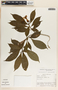 Stemmadenia donnell-smithii image