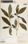 Stemmadenia donnell-smithii image