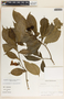 Stemmadenia donnell-smithii image