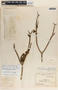 Stemmadenia donnell-smithii image