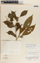 Stemmadenia grandiflora image