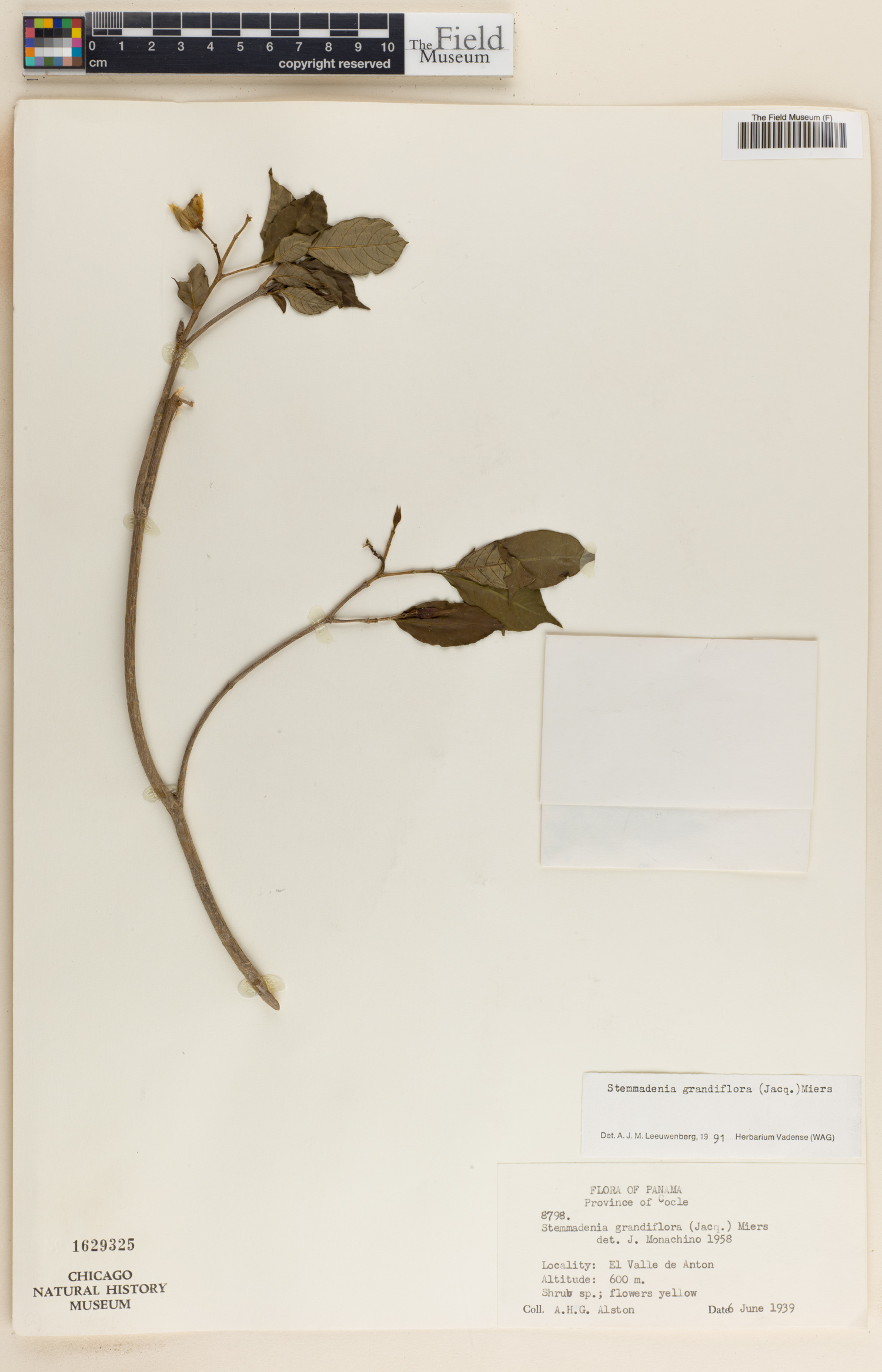 Stemmadenia grandiflora image