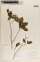 Stemmadenia grandiflora image