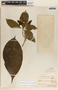 Tabernaemontana litoralis image
