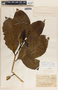 Tabernaemontana litoralis image