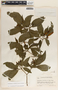 Tabernaemontana litoralis image