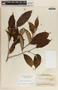 Tabernaemontana litoralis image