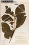 Stemmadenia obovata image