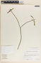 Stemmadenia obovata image