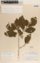 Stemmadenia obovata image