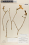 Stemmadenia obovata image