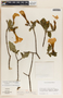 Stemmadenia obovata image