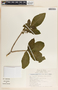 Stemmadenia obovata image