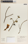 Stemmadenia obovata image