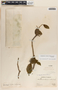Stemmadenia obovata image