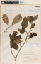 Stemmadenia obovata image