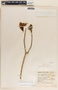 Stemmadenia obovata image