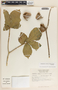 Stemmadenia obovata image