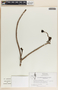 Stemmadenia obovata image