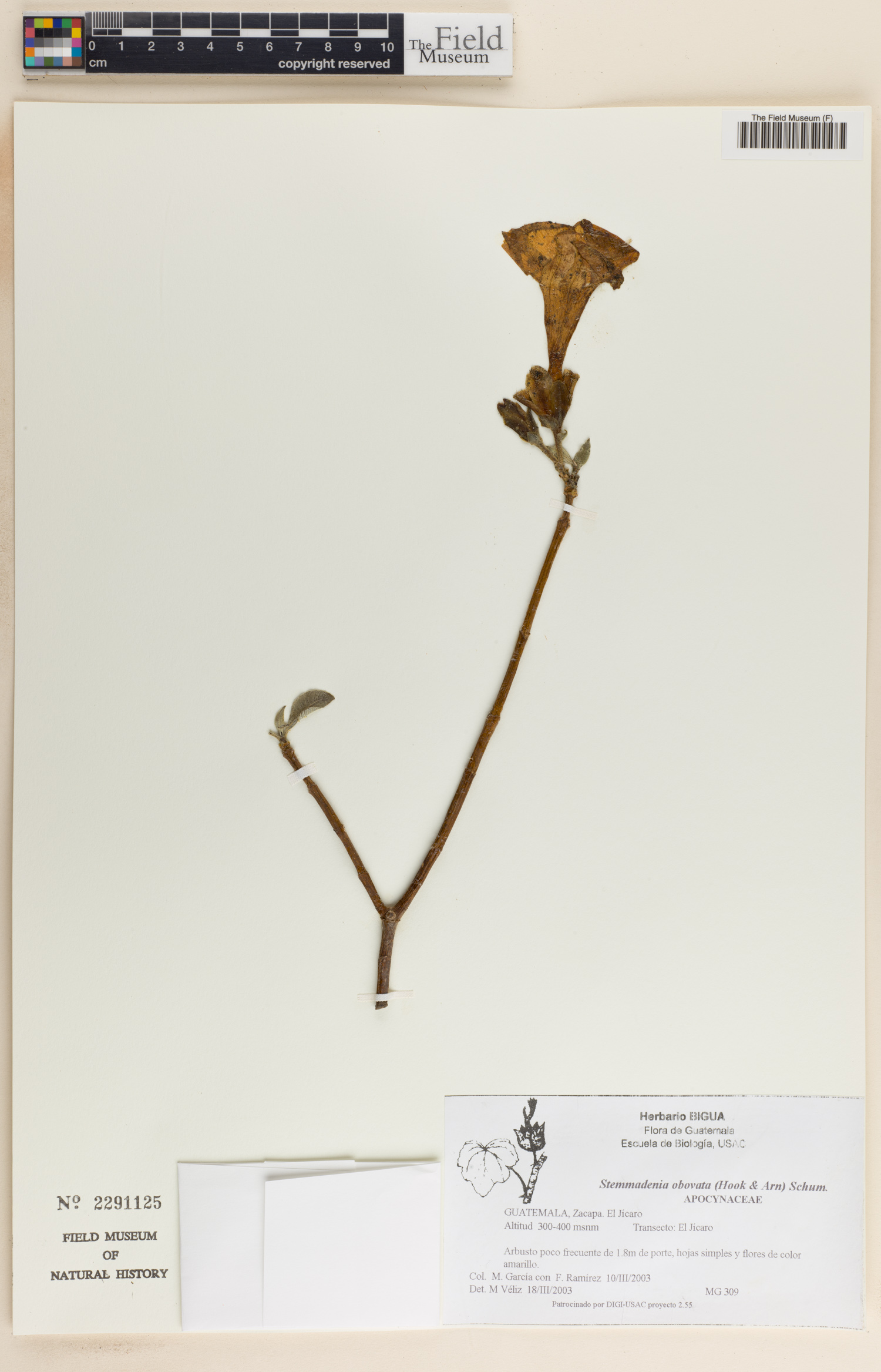 Stemmadenia obovata image