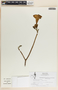 Stemmadenia obovata image