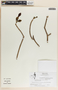 Stemmadenia obovata image
