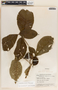 Stemmadenia obovata image