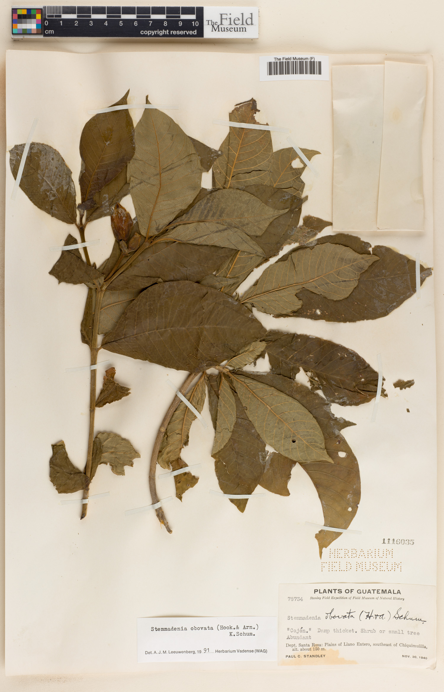 Stemmadenia obovata image