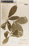 Stemmadenia obovata image