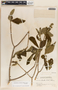 Stemmadenia obovata image