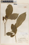 Stemmadenia obovata image