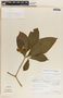 Stemmadenia obovata image