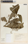 Tabernaemontana alba image