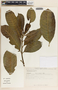Tabernaemontana alba image