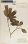 Tabernaemontana alba image