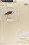 Tabernaemontana alba image