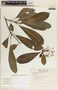 Tabernaemontana alba image