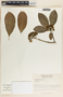 Tabernaemontana alba image