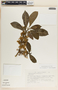 Tabernaemontana alba image