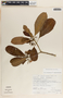 Tabernaemontana alba image