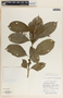 Tabernaemontana alba image