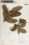 Tabernaemontana alba image